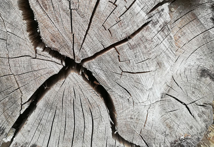 Grume de bois Grume de bois